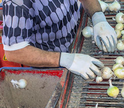 worker standing at conveyor belt process items