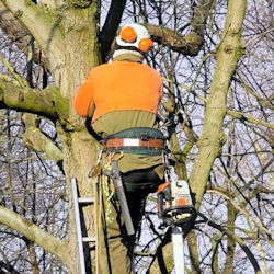 Employee performing tree work - rf123 photo.