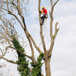 Tree climbing - rf123 photo.