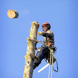 Worker felling a tree