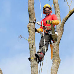 Worker trimming a tree