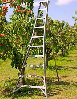 Tripod Ladder in an orchard.