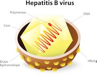 Hep B virus