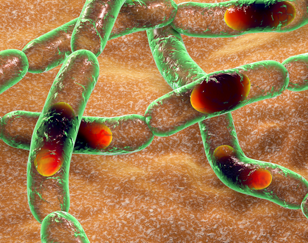 Enlarged picture of anthrax bacillus Anthracis