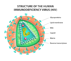 Enlarged view of the structure of the HIV virus