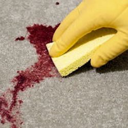 Worker wearing a glove and using a sponge to clean up blood out of a carpet.