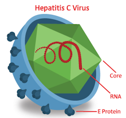 Enlarged cross section of Hepatitis C Virus