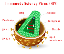 Enlarged cross section of HIV virus