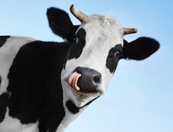 Image of a real black and white cow