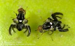 Two apple maggots on a green apple.