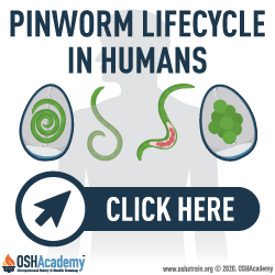 Pinworm Lifecycle