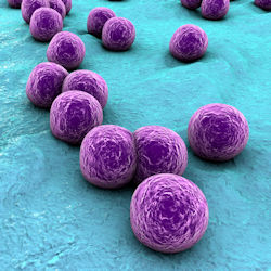 Picture of enlarged Methicillin-resistant Staphylococcus Aureus mrsa bacteria