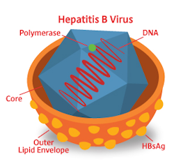 Enlarged picture of the Hepatitis B HBV virus