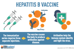 Infographic about hepatitis B vaccine