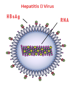 Enlarged picture of the Hepatitis D Virus HDV