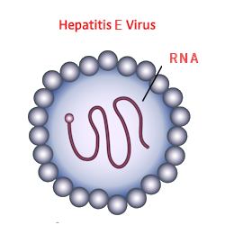 Enlarged picture of the Hepatitis E Virus HEV