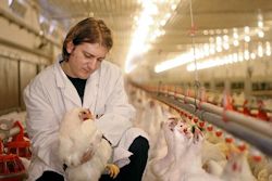 Worker at poultry farm 