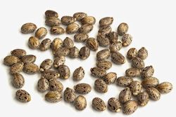 Ricin is produced from these maturing seeds of the castor bean.