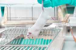 Worker holding mouse by the tail in an animal laboratory