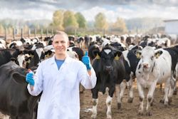 Worker standing around a lot of cows