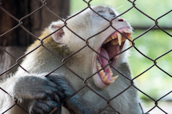 picture of a caged monkey non-human primates