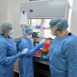 Three lab workers in PPE working with blood product near a biological safety cabinet