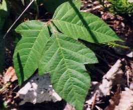 Picture of poison ivy leaf