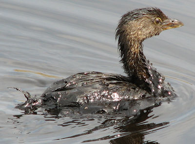 Sea bird covered with floating oil