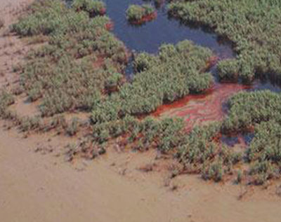 Overhead view of a marsh spoiled by oil spill